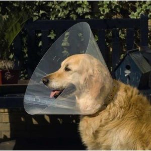 Beeztees Hondenkraag – Transparant – S – 28-33×12.5 cm