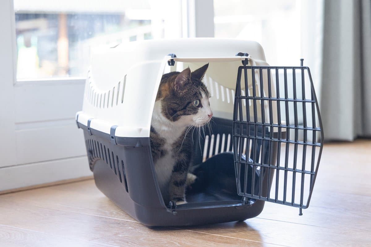 Beeztees Gypsy – Reismand – Creme/Antraciet – 58x38x33 cm - Afbeelding 3