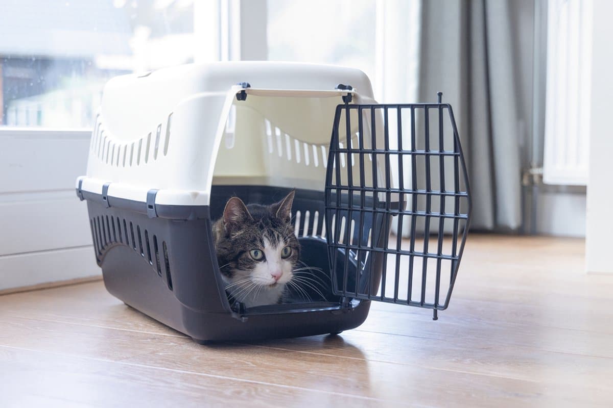 Beeztees Gypsy – Reismand – Creme/Antraciet – 58x38x33 cm - Afbeelding 2